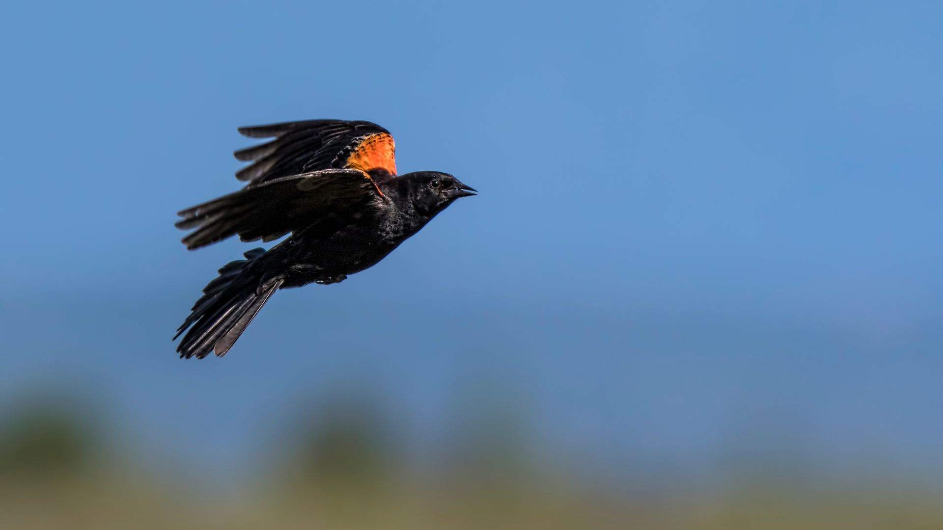 Blackbird, Red-winged (All Other Observations)